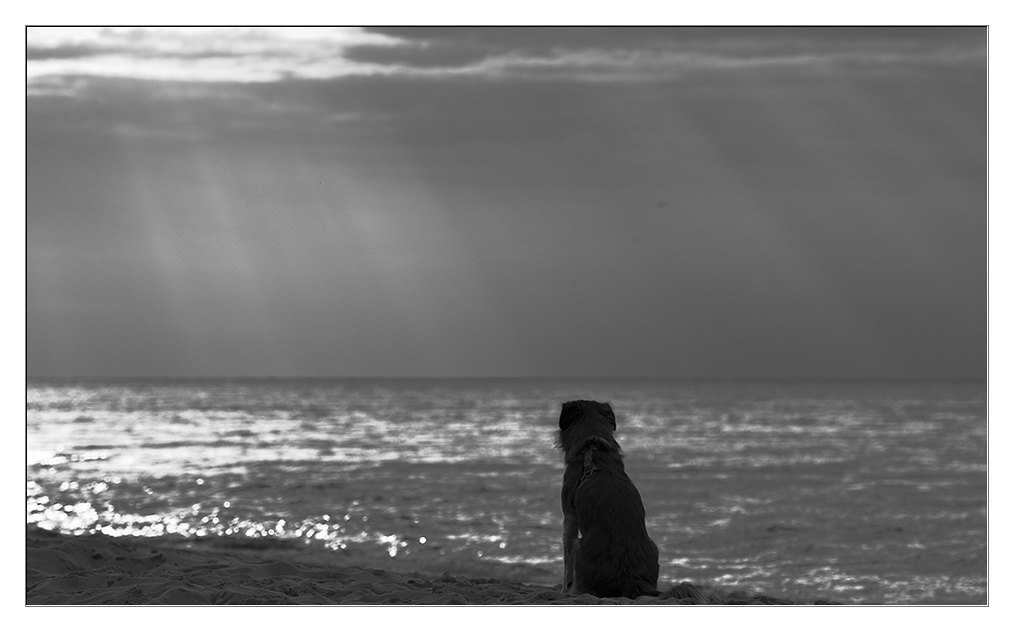 strandhund im gegenlicht 2