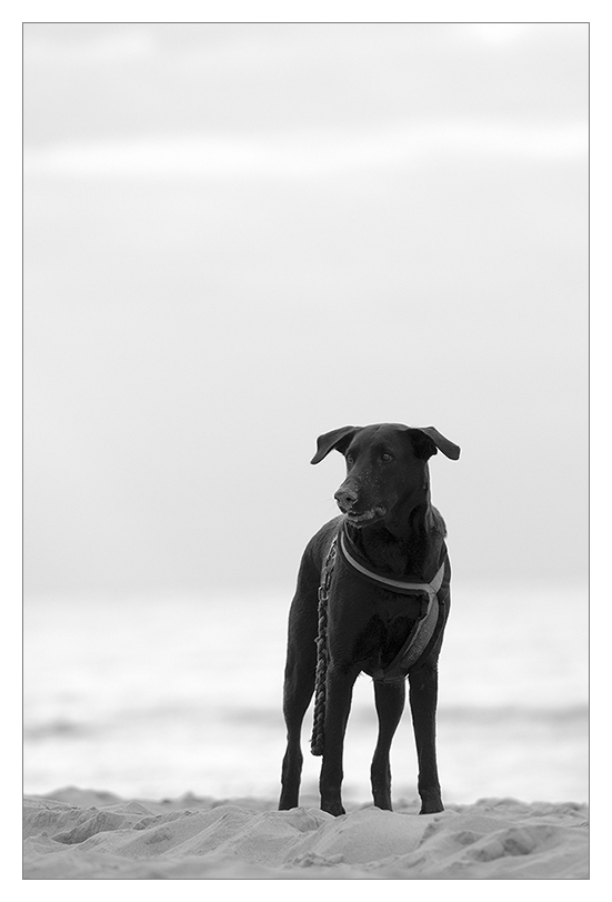 strandhund im gegenlicht