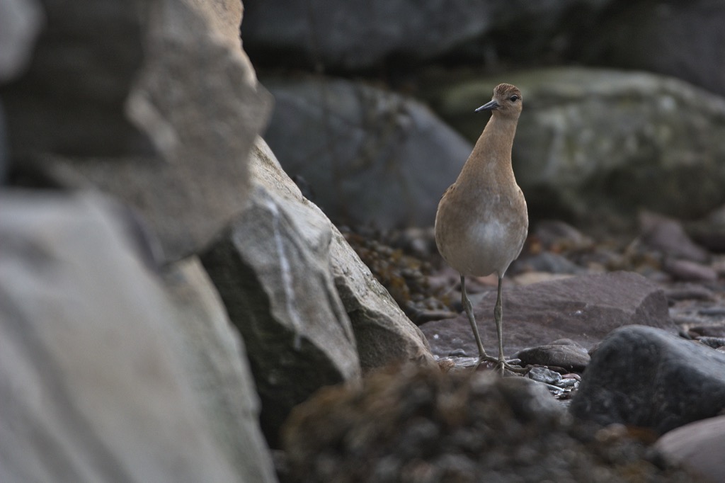 Strandläufer-4.jpg