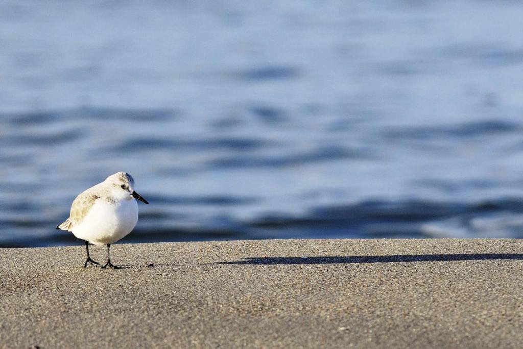 Strandläufer