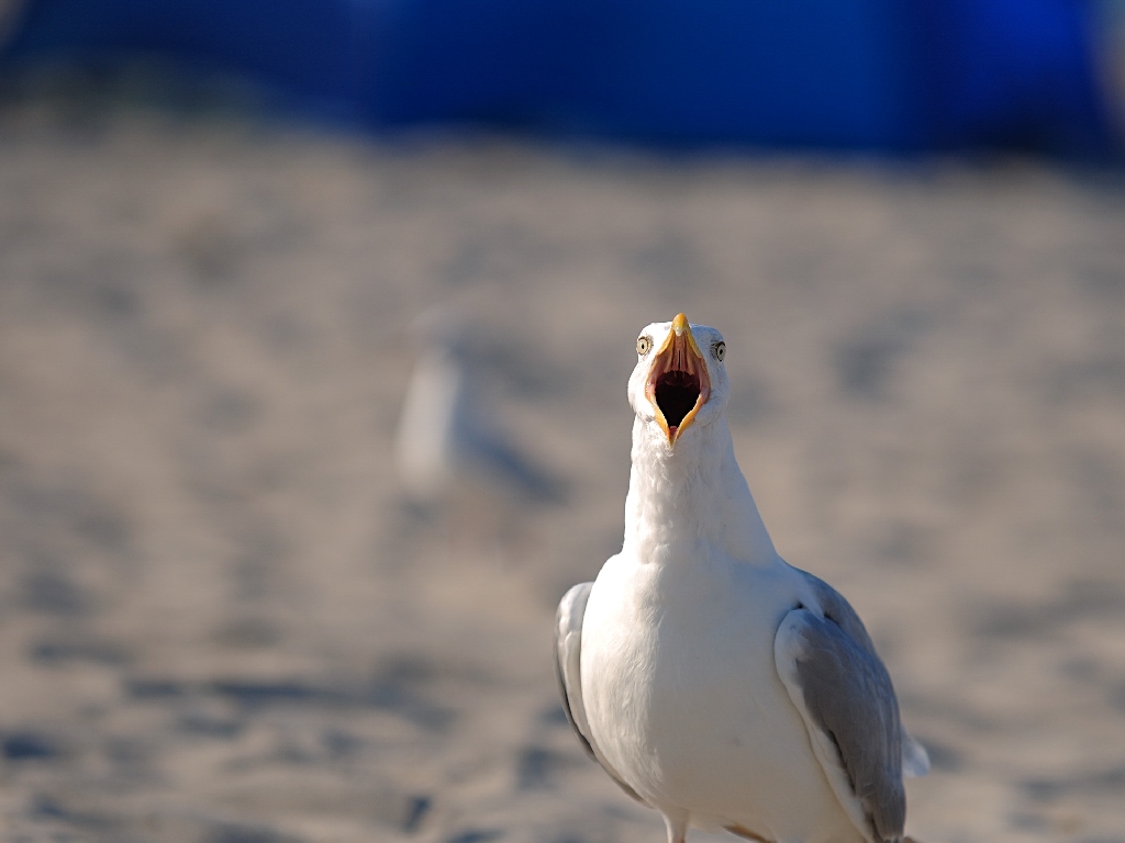 StrandSchrei