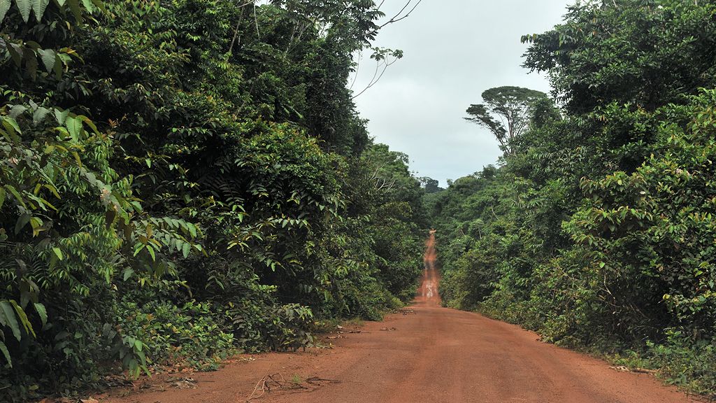 Strasse durch den Iwokrama Rainforest.
Es ist die Hauptstraße durch Guyana, die
den Norden und den Süden verbindet!
1174