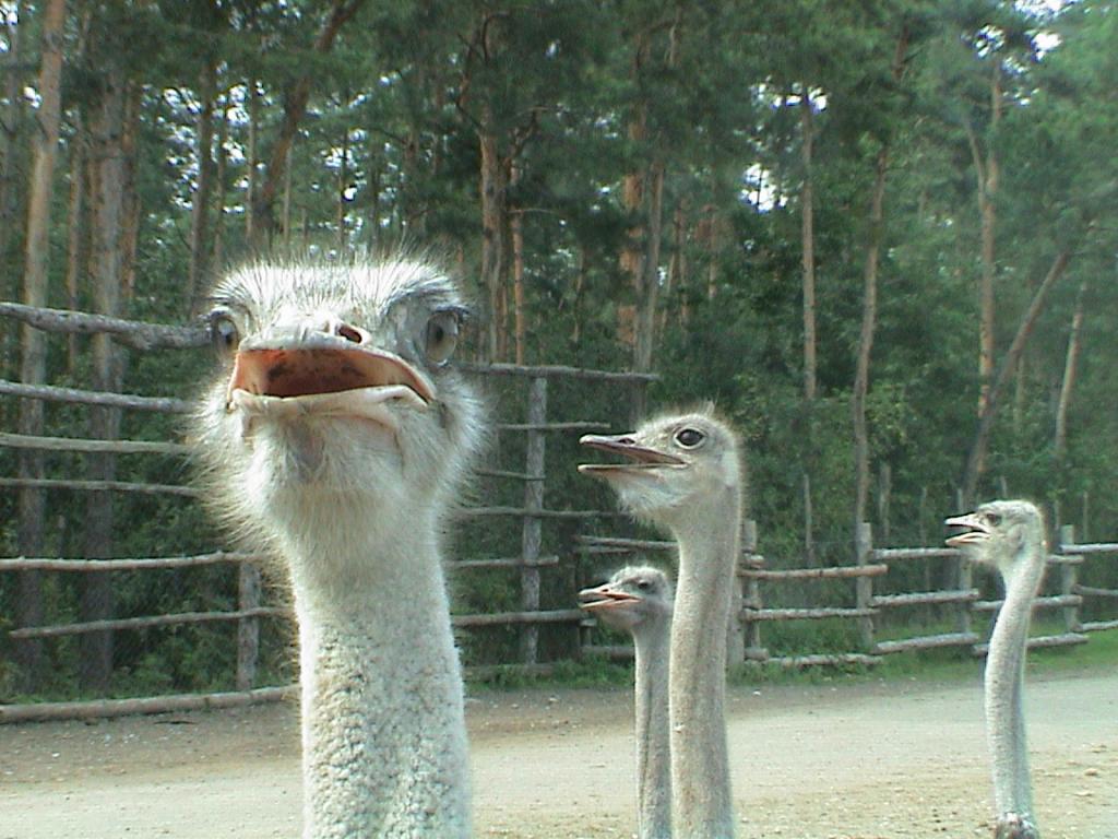 Strauß