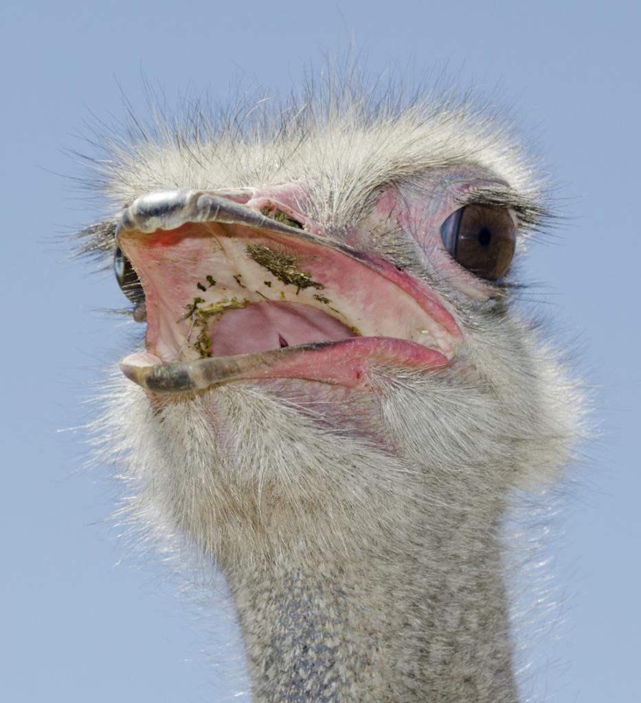 Straußenportrait
