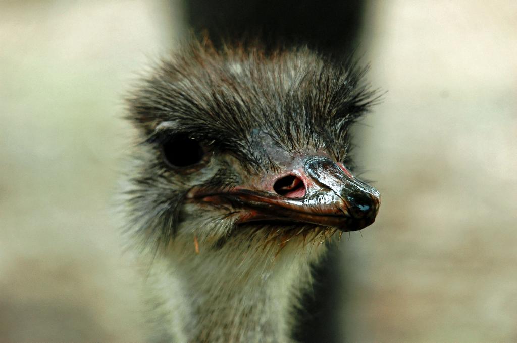 Straußenvogel