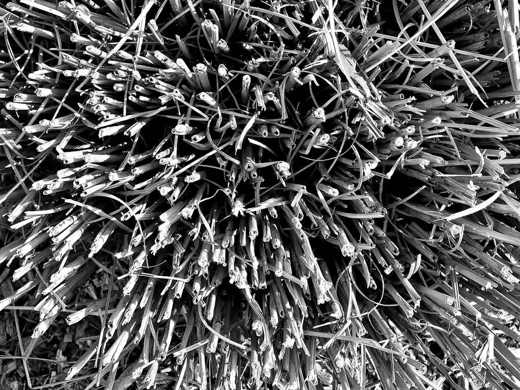 Strauch / B&amp;W