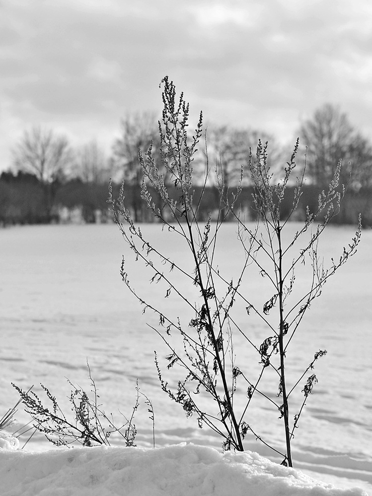Strauch