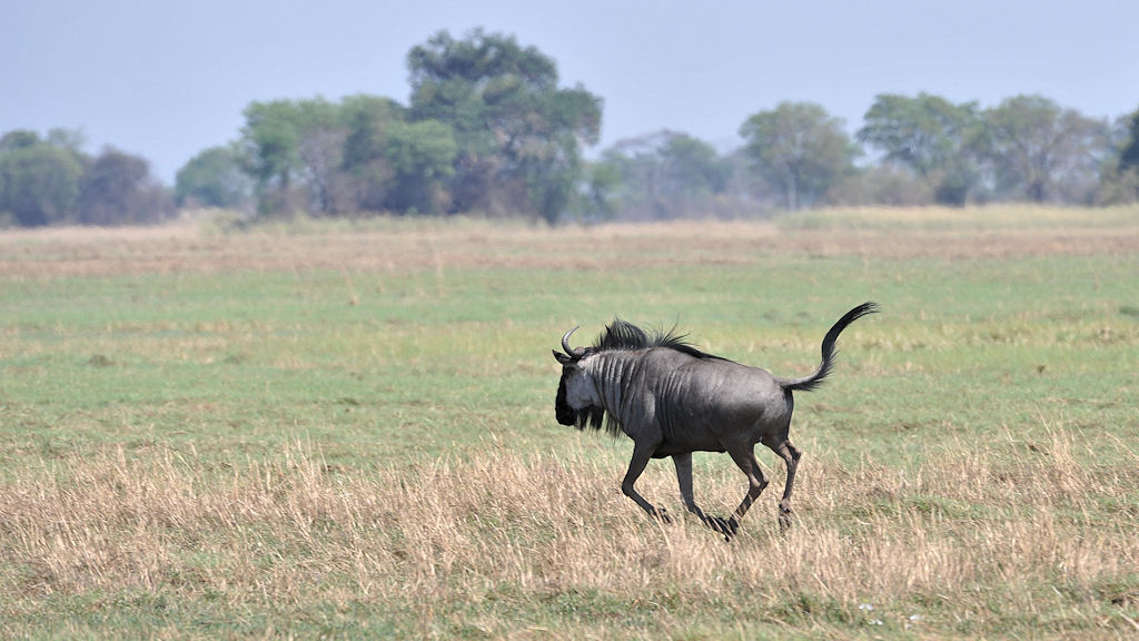 Streifengnu auf der Flucht
in den Busanga Plains, Kafue Nationalpark
4352
