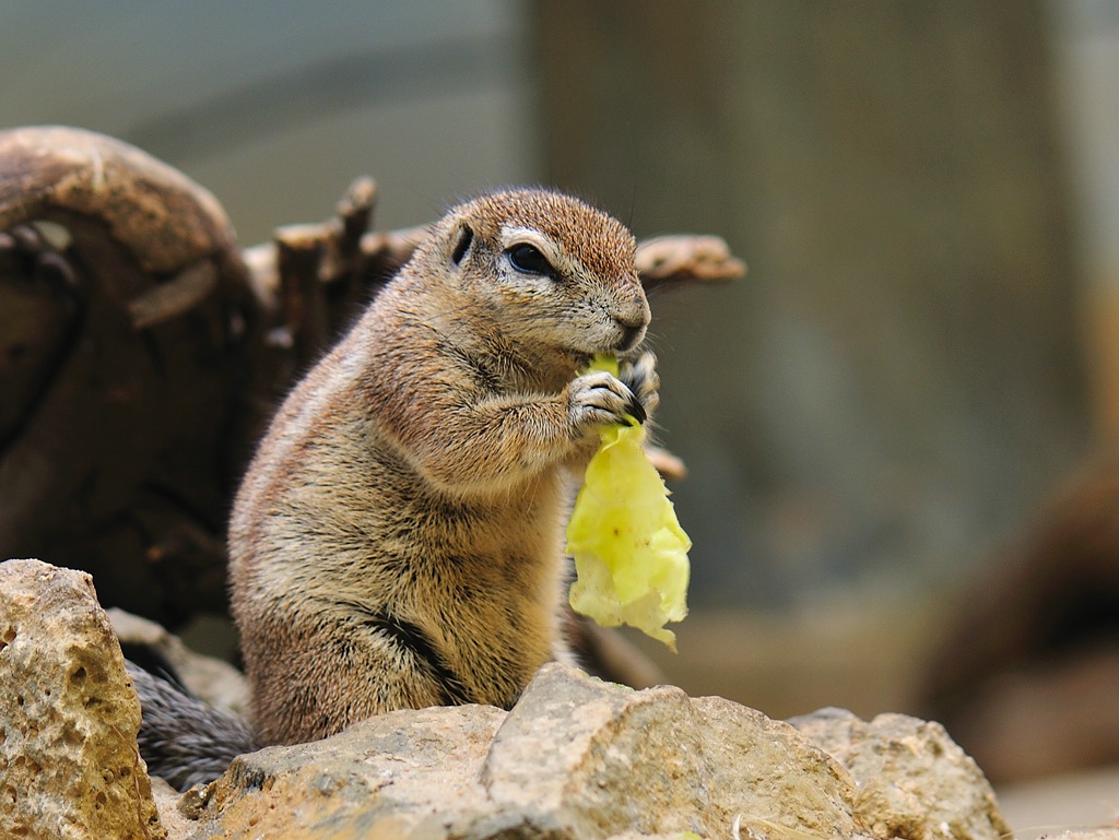 Streifenhörnchen