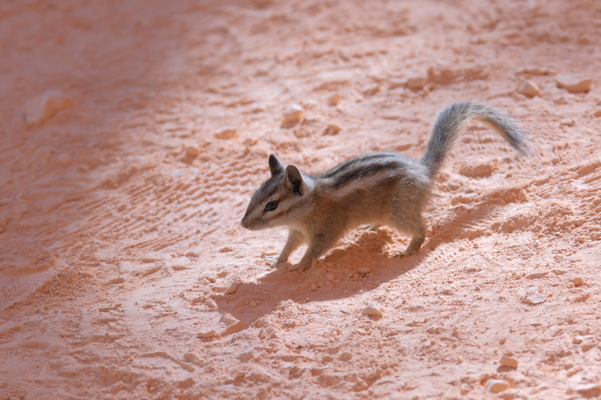 Streifenhörnchen