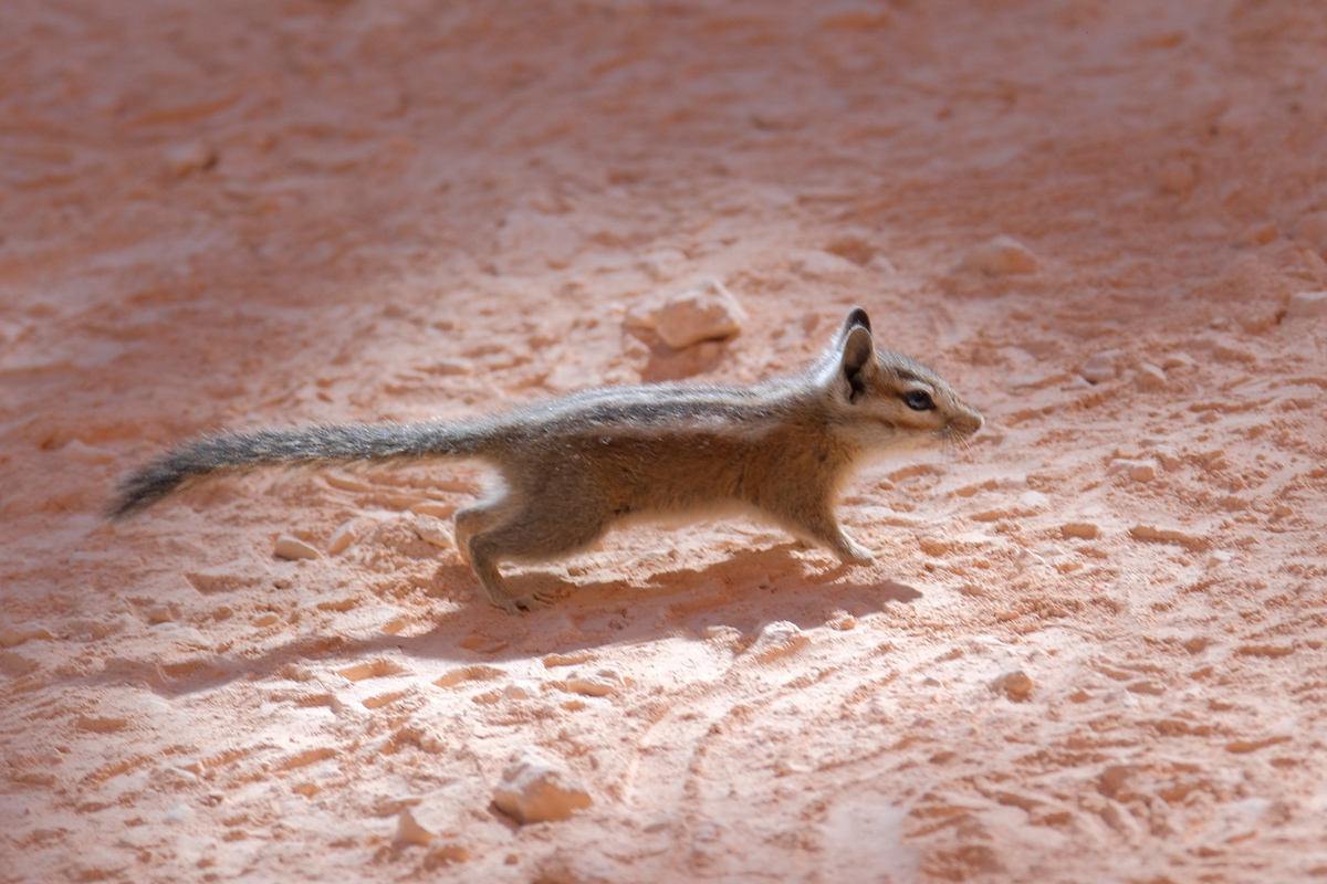 Streifenhörnchen