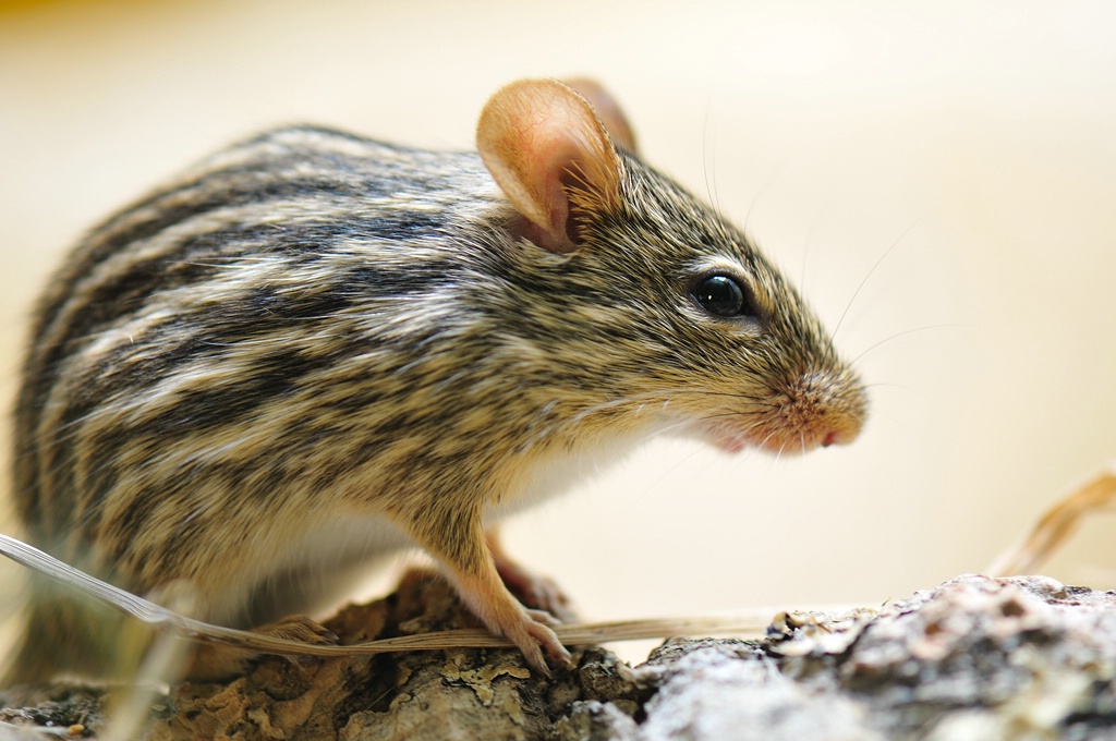 Streifenmaus