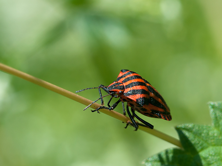 Streifenwanze 2012 06 09 02