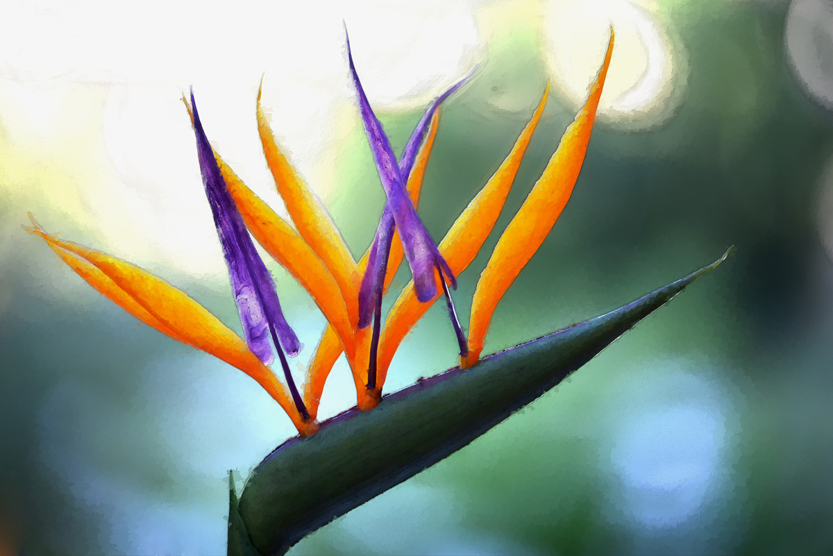 Strelitzia_modern_art.jpg