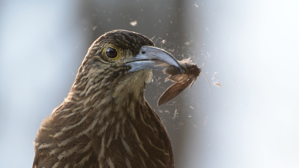 Strichelkopf-Baumsteiger (Strong billed Woodcreeper)
1286