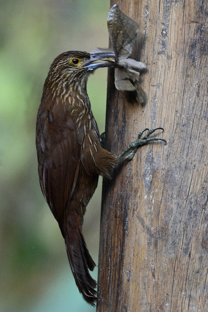 Strichelkopf-Baumsteiger (Strong billed Woodcreeper)
1351