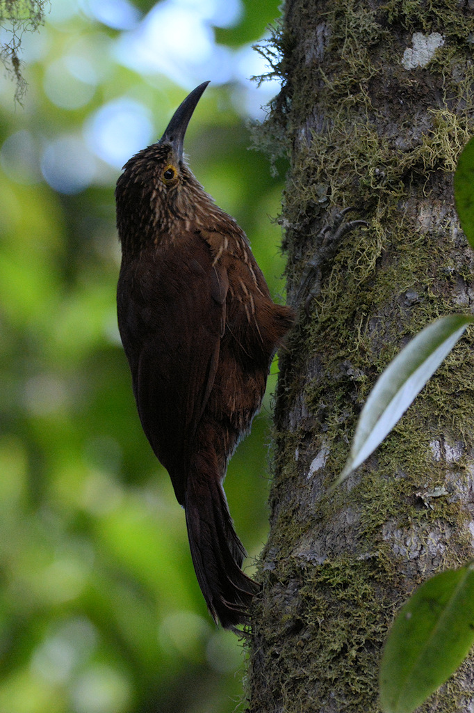Strichelkopf-Baumsteiger (Strong billed Woodcreeper)
1385