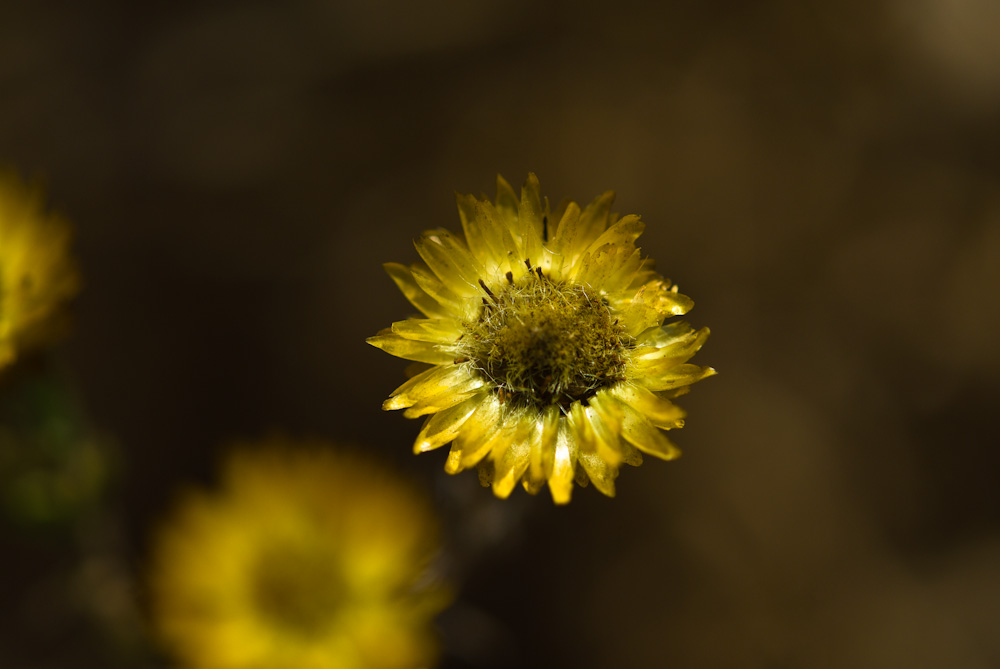 Stroblume?