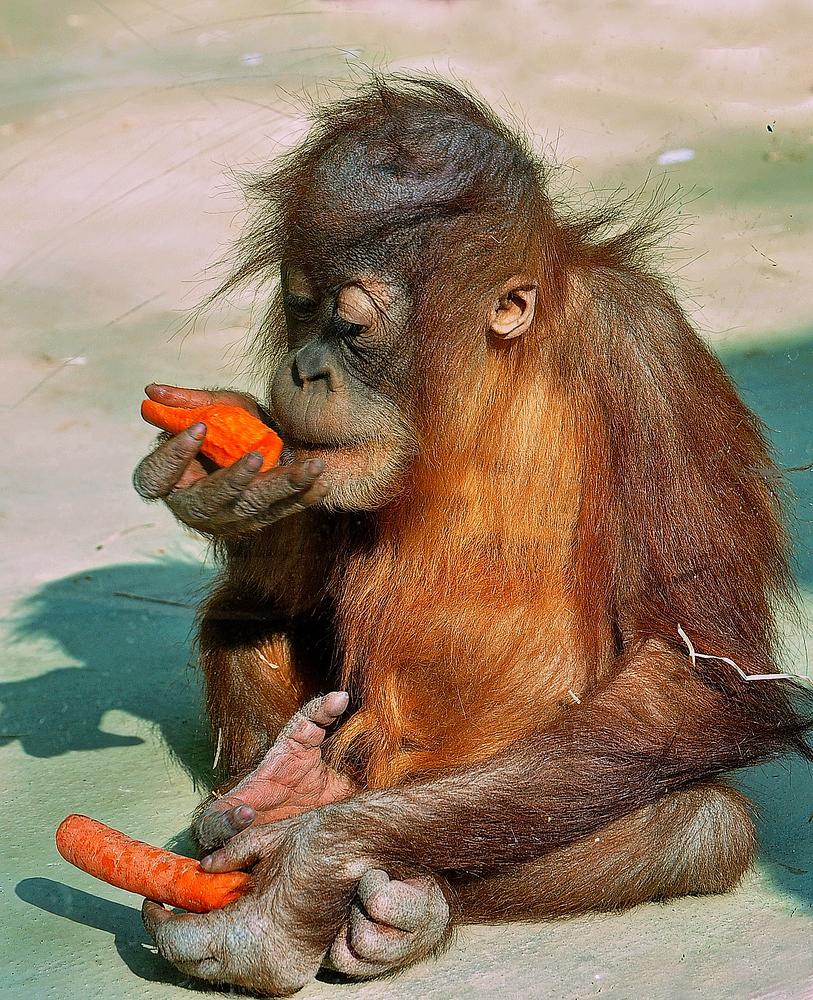 Struppi im Zoo Neunkirchen (Saarland)