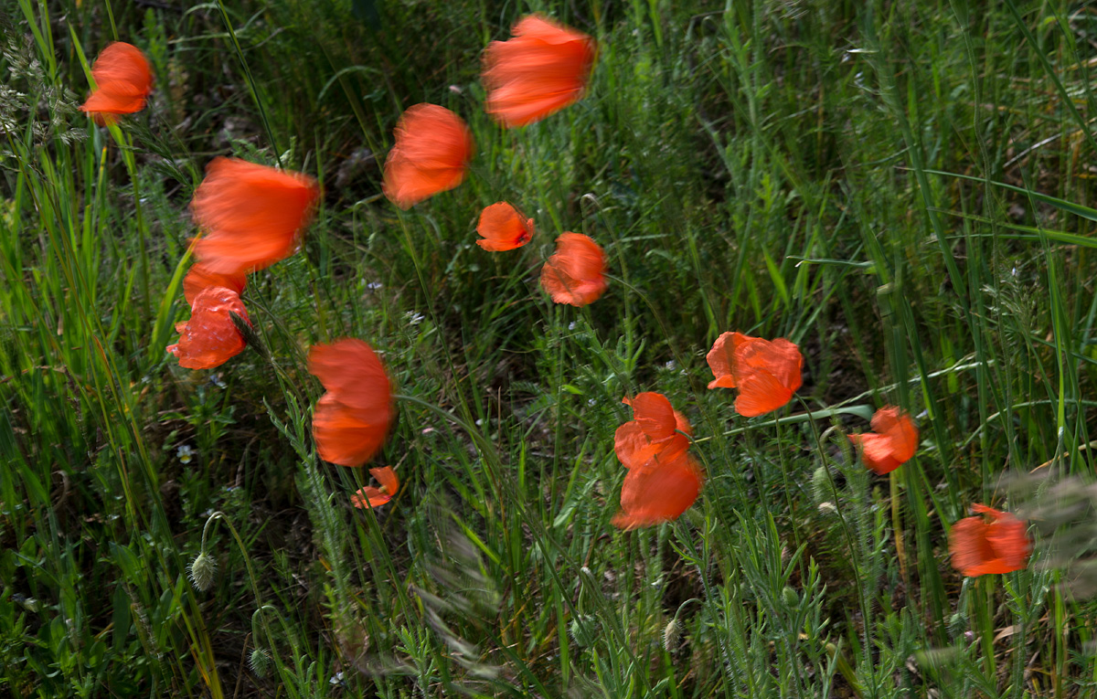 Sturmmohn.jpg