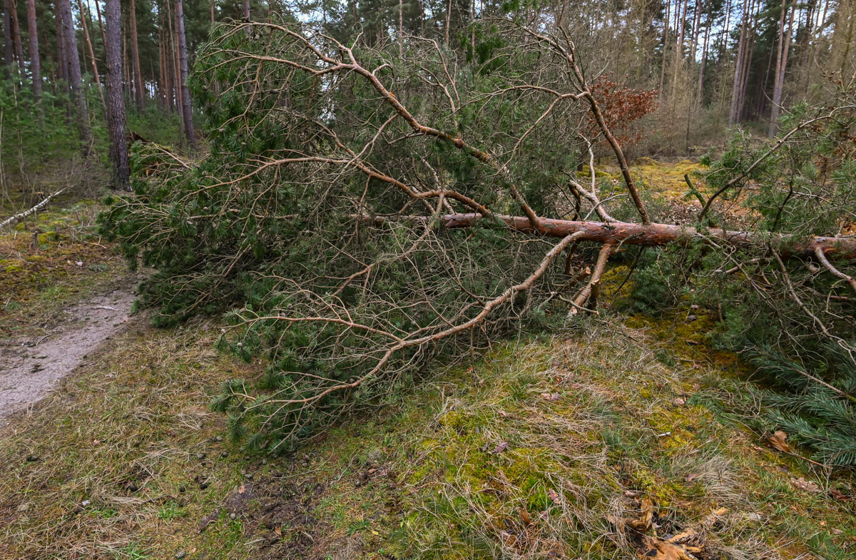 Sturmschaden 2 (1 von 1).JPG