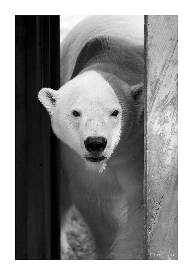 Stuttgart
Zoo "Wilhelma"
