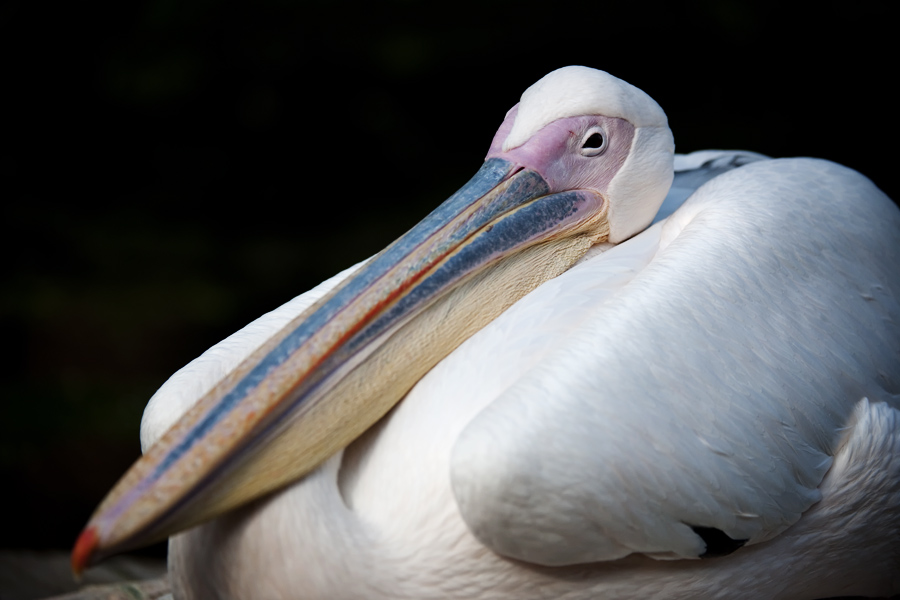 Stuttgart
Zoo "Wilhelma"