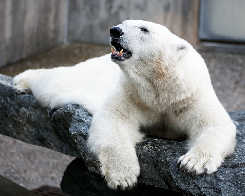 Stuttgart
Zoo
"Wilhelma"