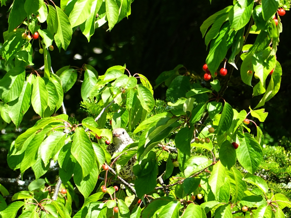 Suchbild im Kirschbaum