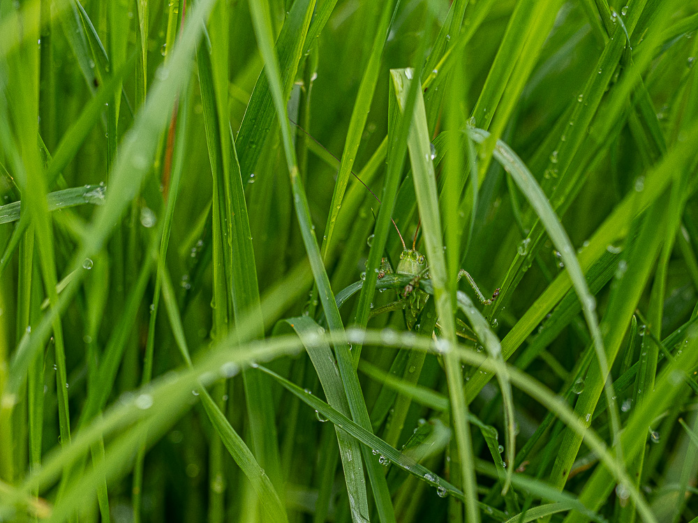 Suchbild in Grün