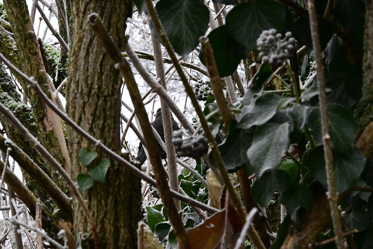 Suchbild mit Amsel.jpg