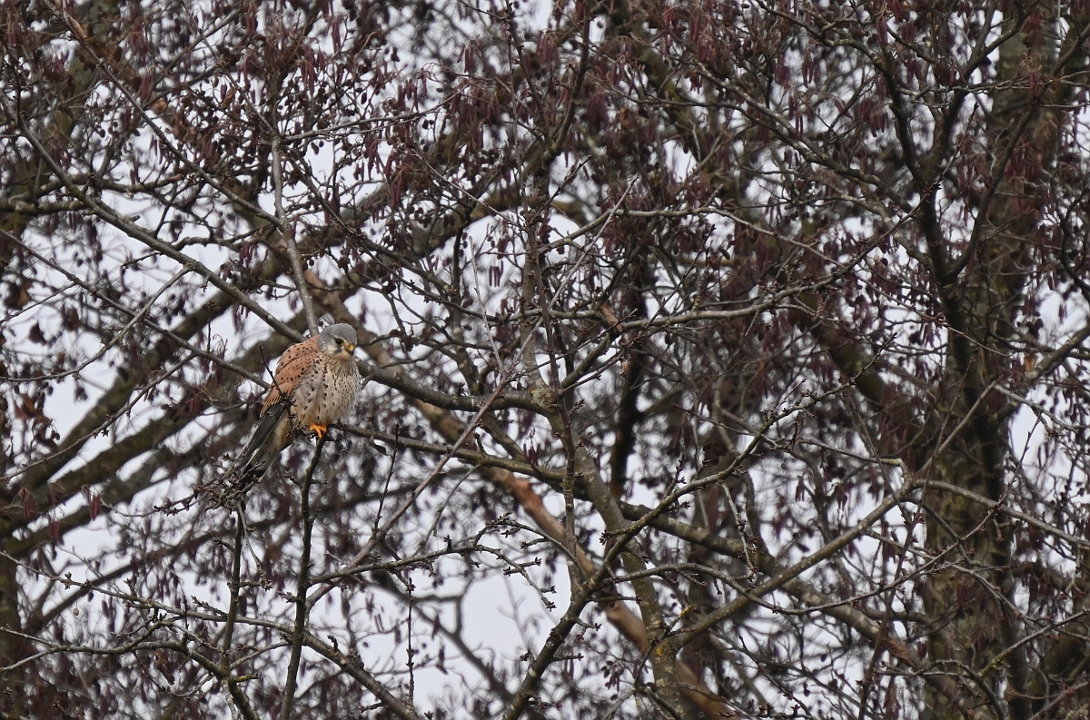 Suchbild mit Falke.jpg