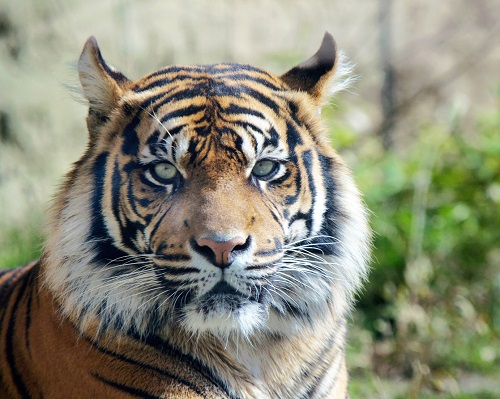 Sumatra Tieger