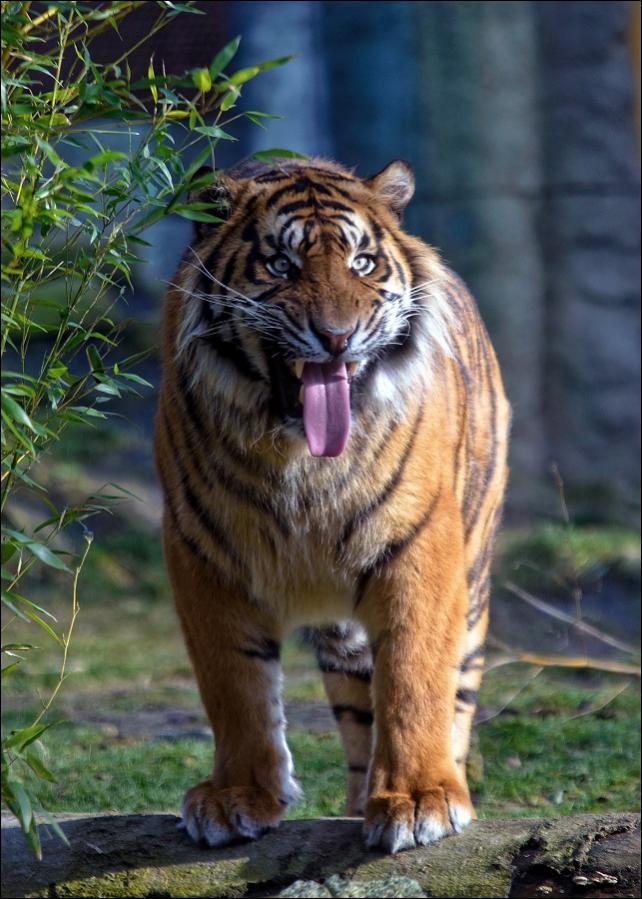 Sumatra Tiger