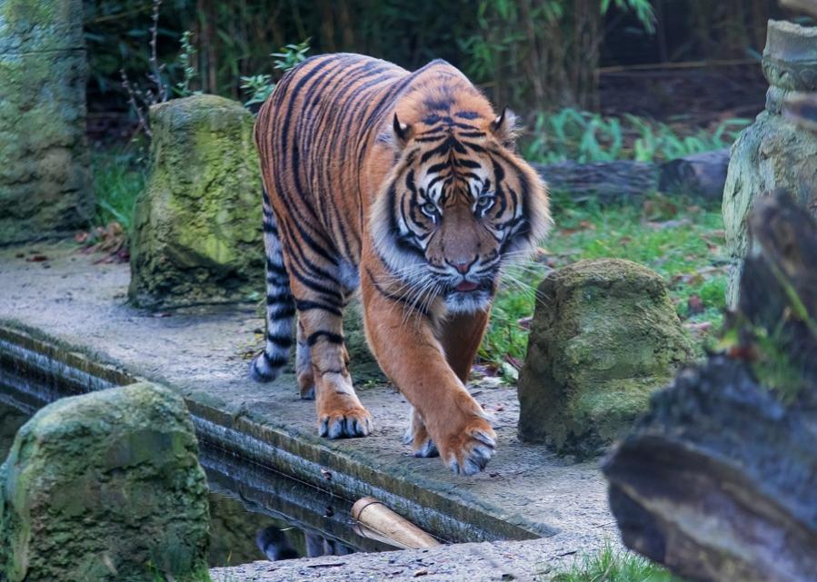 Sumatra Tiger