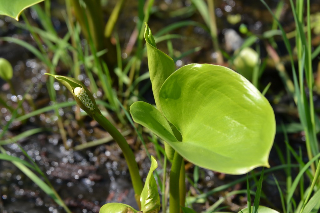 Sumpfcalla