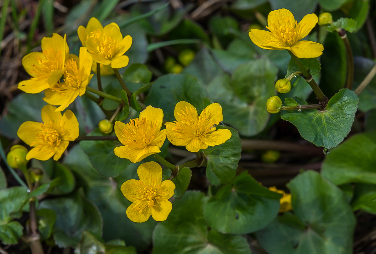 Sumpfdotterblume 1 (1 von 1).jpg