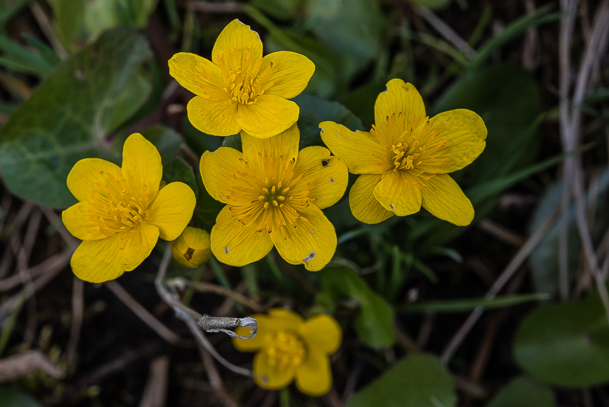 Sumpfdotterblume 2 (1 von 1).jpg