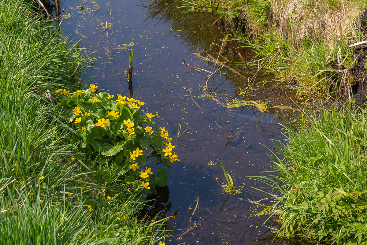 Sumpfdotterblume 3 (1 von 1).jpg