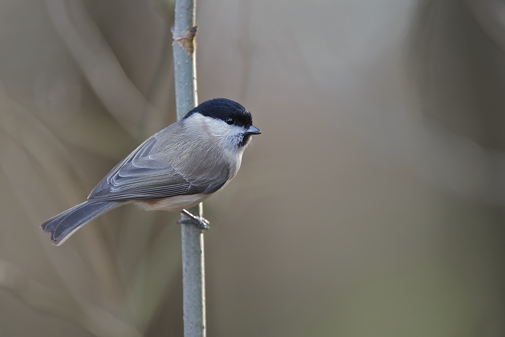 Sumpfmeise (Parus palustris)