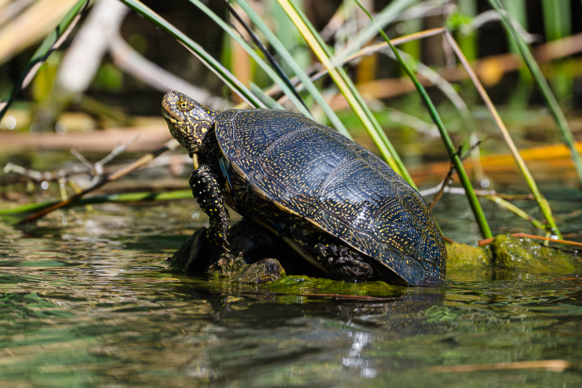 Sumpfschildkrüte.jpg