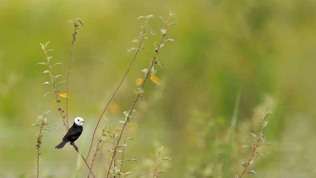 Sumpftyrann (White Headed Marsh Tyrant)
überschwemmte Savanne bei karanambu
5988