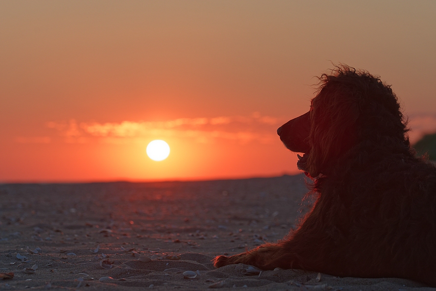 Sundowner