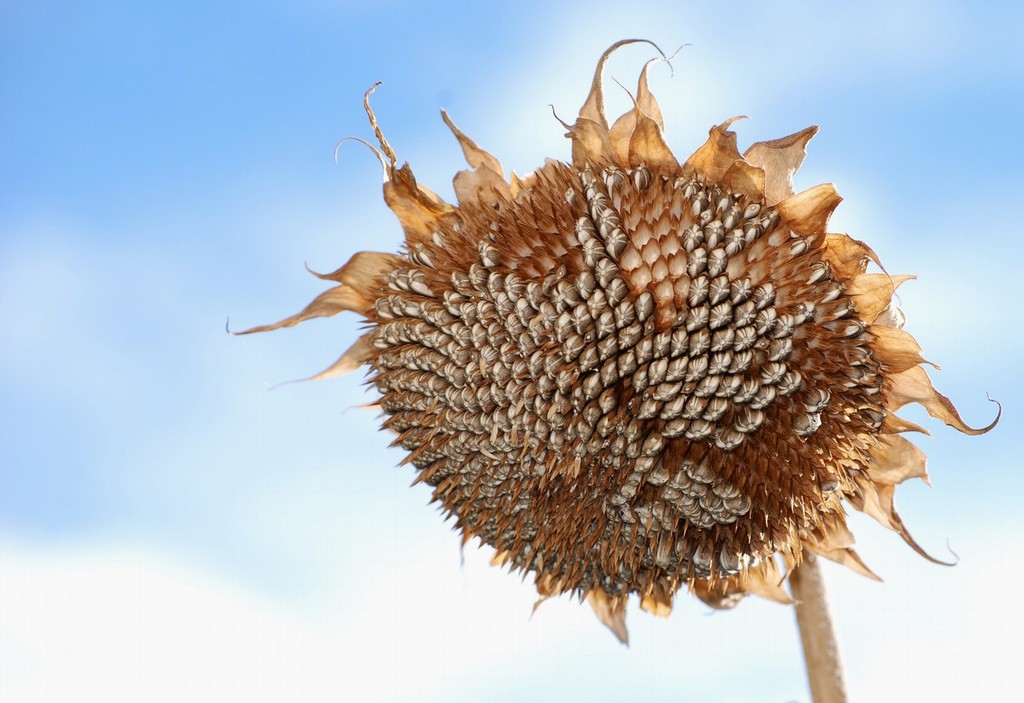 Sunflower x