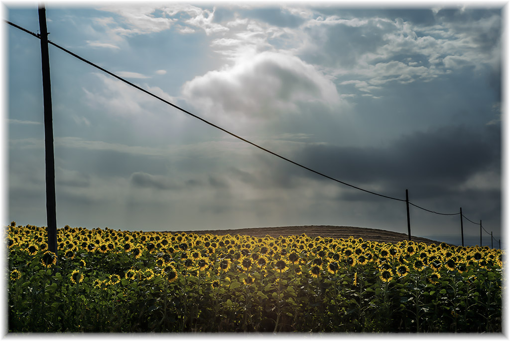 sunflowers