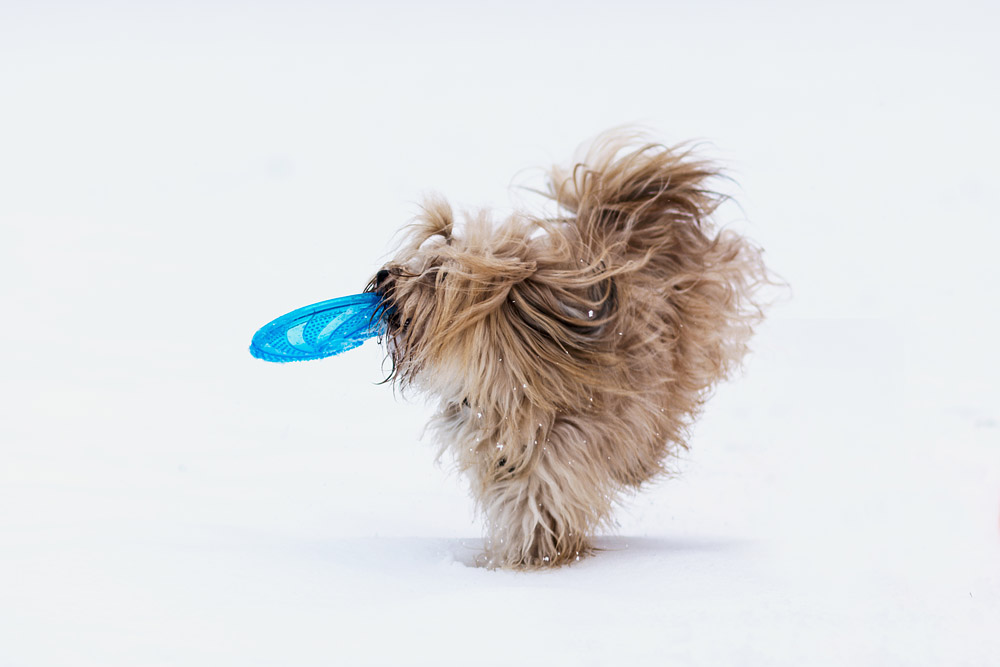Suri Winter1