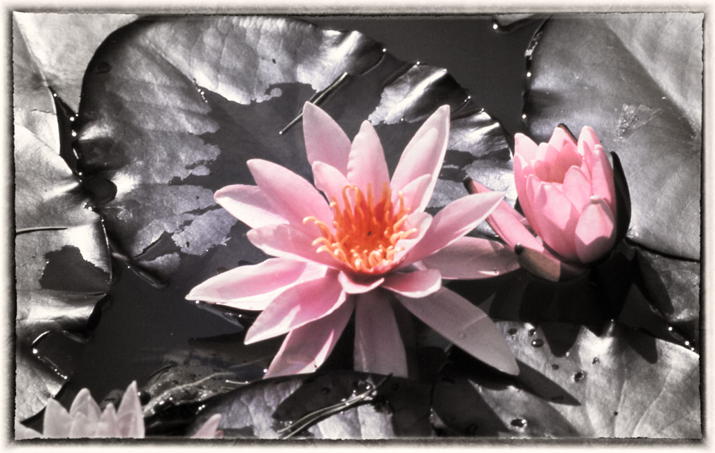 SW Color Teichrose
