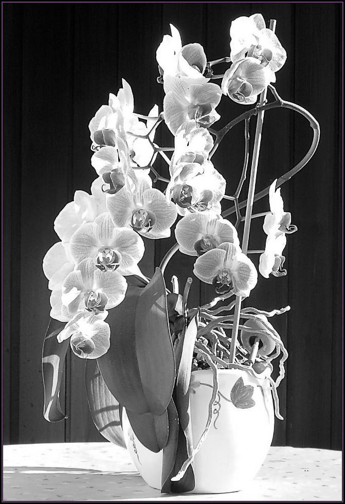SW018 Orchidee