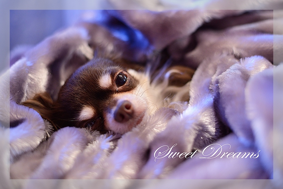 sweet dreams