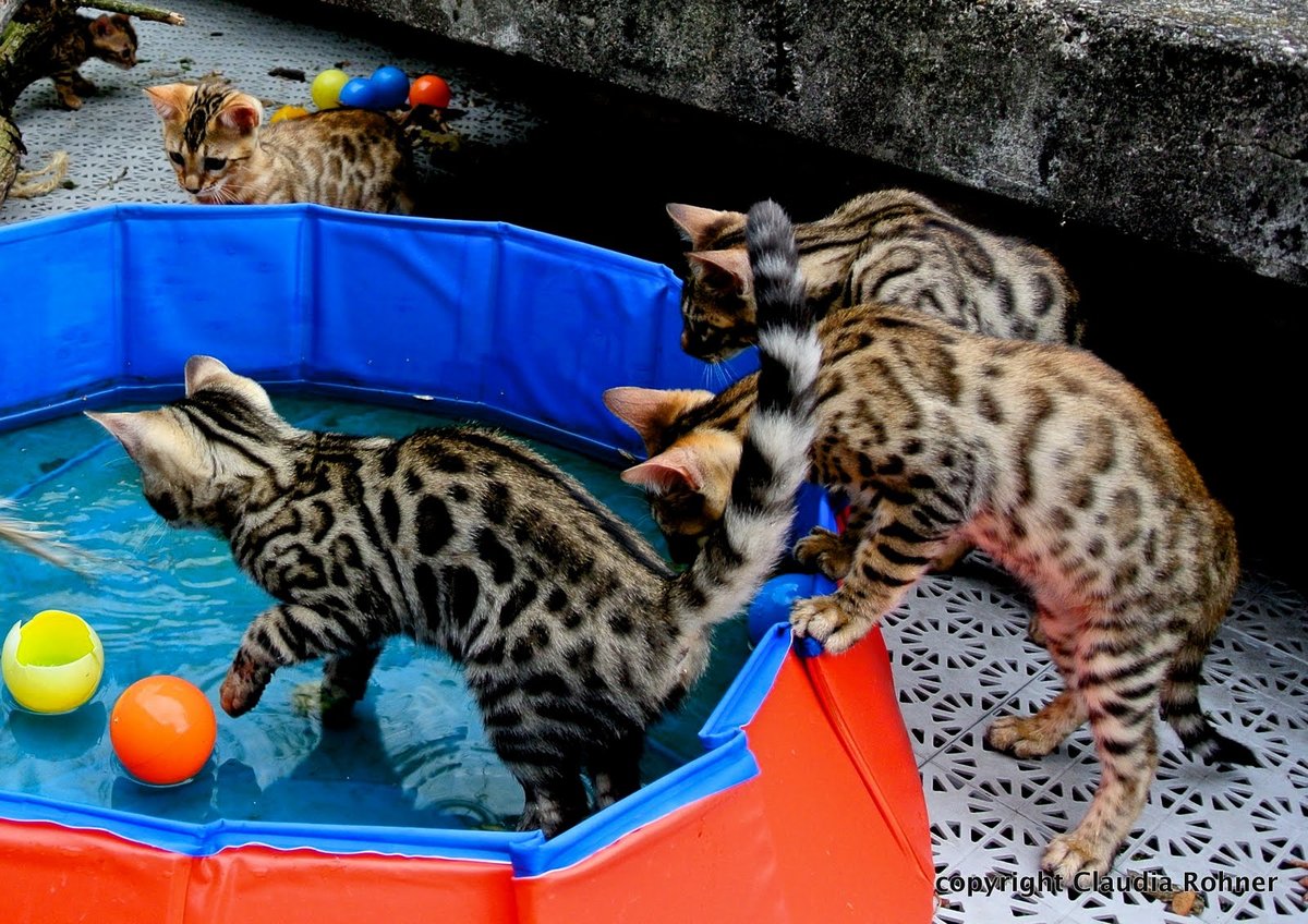 Swimmingpool for cats